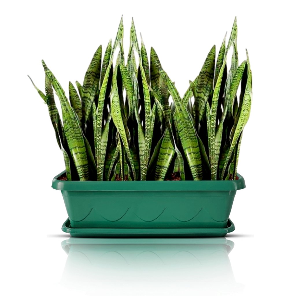 FIORIERA Vaso RETTANGOLARE MATHERIA In Plastica CON RUOTE 80CM VECA Colore Terra Laguna Verde Foto Reale 89594260 - Foto 3